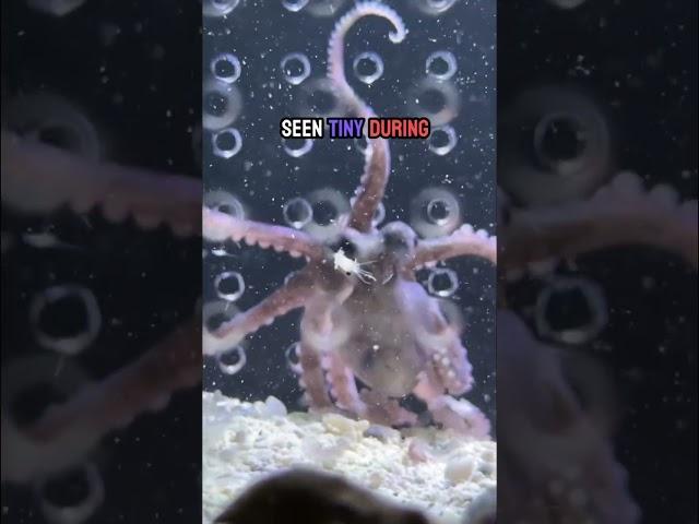 Tiny food for tiny the octopus