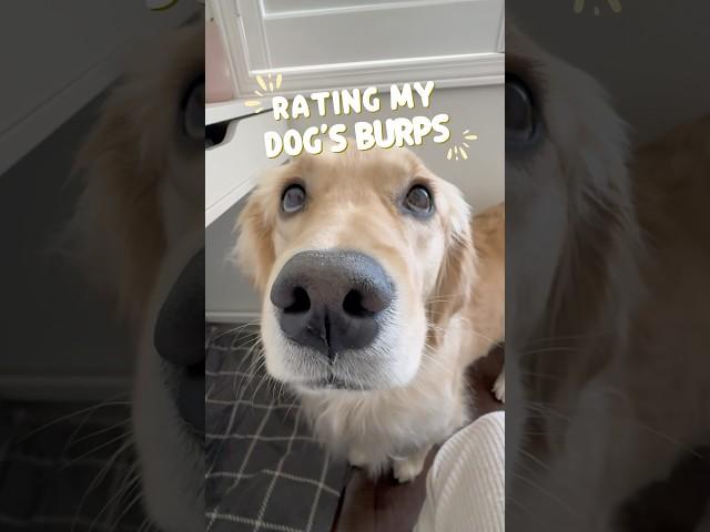 My dog and her burping skills  #dogs #puppy #dogshorts #goldenretriever #puppies #pets #cutedog