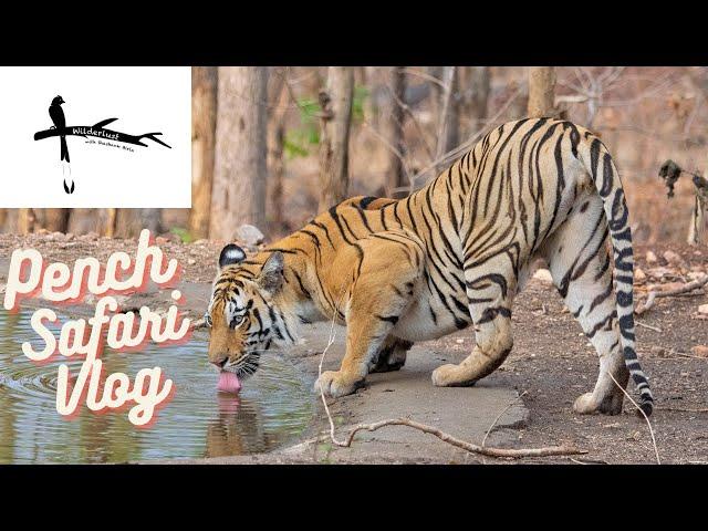 Pench National Park Safari Vlog - A Jungle Date with Baras & More