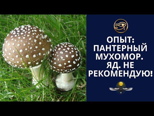 ОПЫТ: ПАНТЕРНЫЙ МУХОМОР. ЯД. НЕ РЕКОМЕНДУЮ!