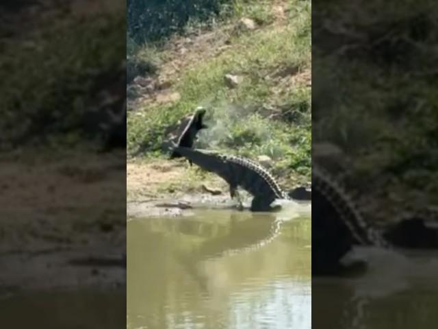 Even in death honey badgers are tough!!!  #croc #honeybadger