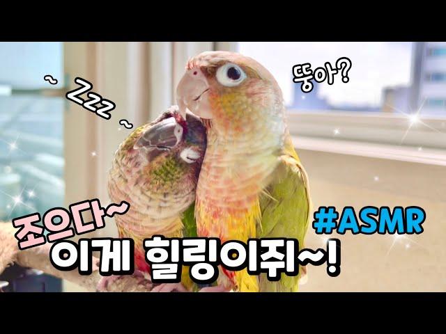 앵무새가 스트레스를 한방에 날려버리는 특급비법?!#힐링#앵멍#asmr