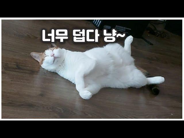 찌는 듯한 더위에 액체가 되버린 이슈브레이커 냥이