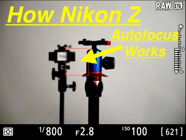 The Complete Autofocus Guide! Nikon Z6 Nikon Z7 Nikon Z5 Nikon Z50. Best Autofocus Settings.