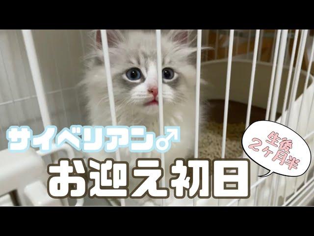 初めての子猫！お迎え初日からかわいすぎた！！【サイベリアン】First day!a kitten came to my house