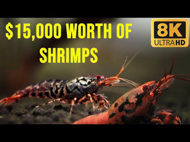 $15,000 Shrimp Tank: A Look Inside the Most Expensive Shrimp Aquarium