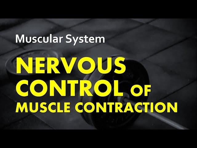 Nervous Control of Muscle Contraction (All or None Law) |  Muscular System 06 | Anatomy & Physiology