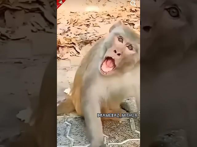 Black cat viral comedy #funny #comedy #ytshorts #viralvideo #viralreels