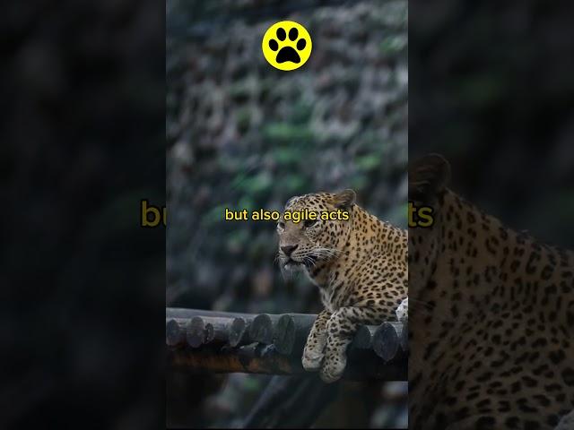 "Meet Leopards: Mysterious Personalities of Nature"#leopar #etek #elbise #moda #tayt #deritayt