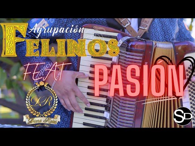 Agrupación Felinos Feat Diana Rojas - Pasión (Video Clip Oficial)