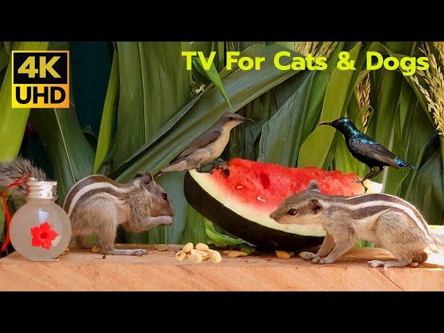 10 Hours Relaxing Video For Cats & Dogs To Watch - Palm Squirrels, Beautiful Humming Birds and more