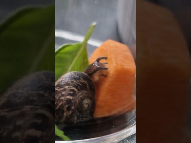 Lunchtime.   #animal #snail #germany #nature #animals