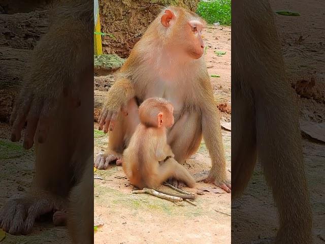 Luno: Growing Up Different 1#cute#Monkeys#animals