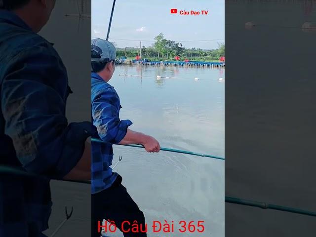 Short /Câu cá chép / Hồ Câu Đài 365@Câu Dạo Tv