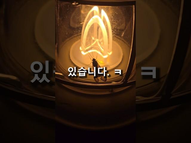 여름 캠핑시 벌레 유인 하는 꿀팁 #벌레퇴치 #차박 #여름캠핑팁