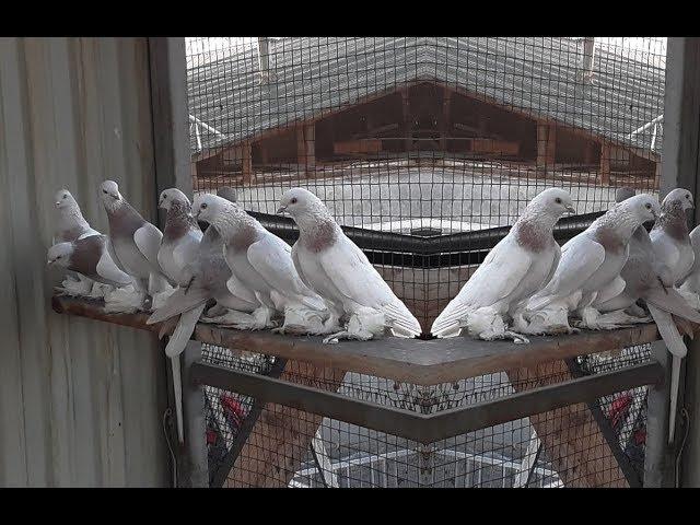 Казахстанские голуби в Деле , Бой - Тяга / Best Pigeon of Kazakhstan (Вячеслав / г.Жаркент )