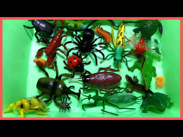 Learn BUGS, INSECT, LIZARD Names English Korean 곤충 벌레 파충류 영어 이름 배우기