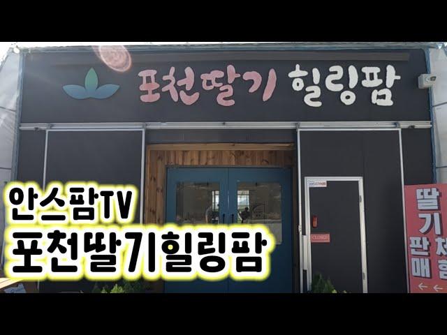 딸기 체험농장의 모범~! 안스팜TV 포천딸기 힐링팜을 소개합니다~!