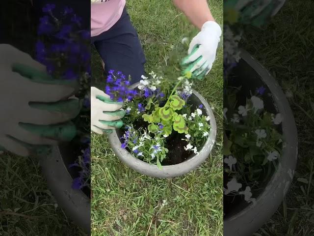 My mom in law’s garden  #canadacouplevlogs #tamilshorts #lifeincanada #slowlife #alberta #canada