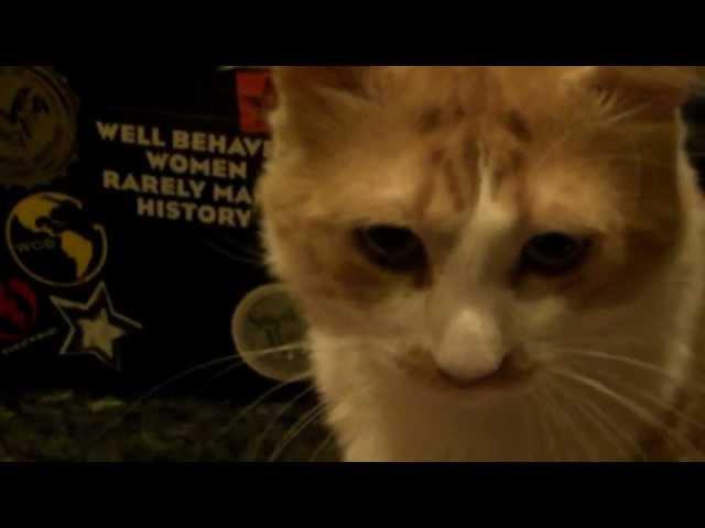 Brando the Cat loves Cherries