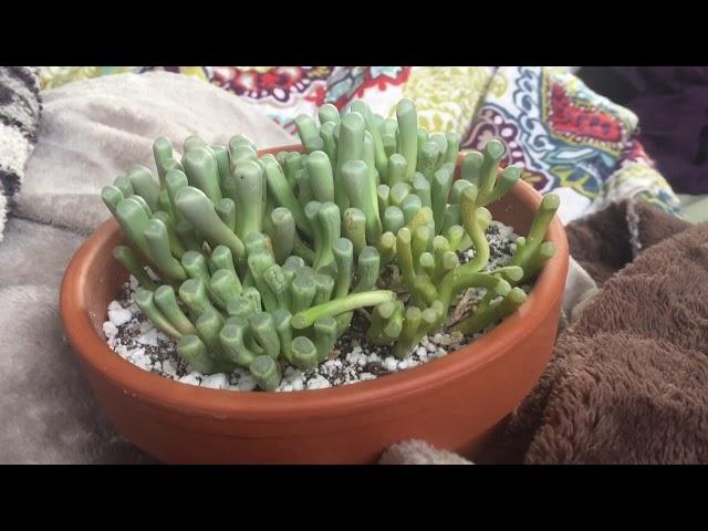 Baby Toes Fenestraria Rhopalophylla Care Part 1