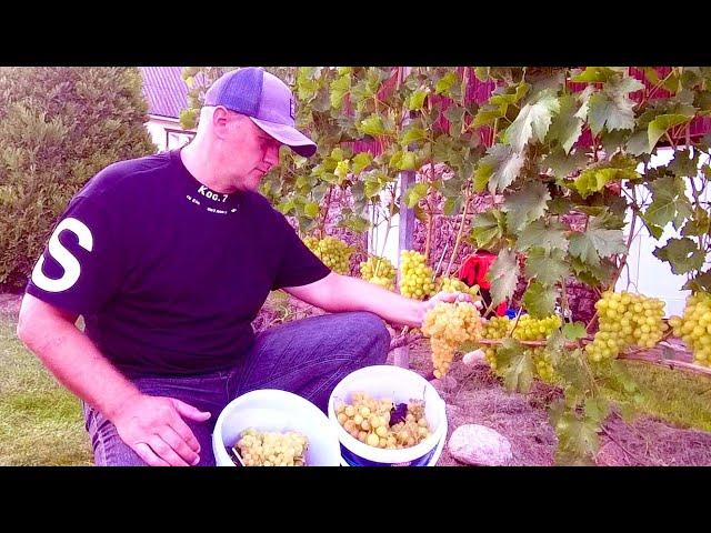 Grapes are ready. Grape exhibition in Samokhvalovichi.