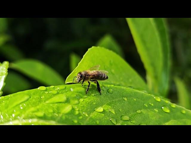 One Plus 12 Pro 4K macro test