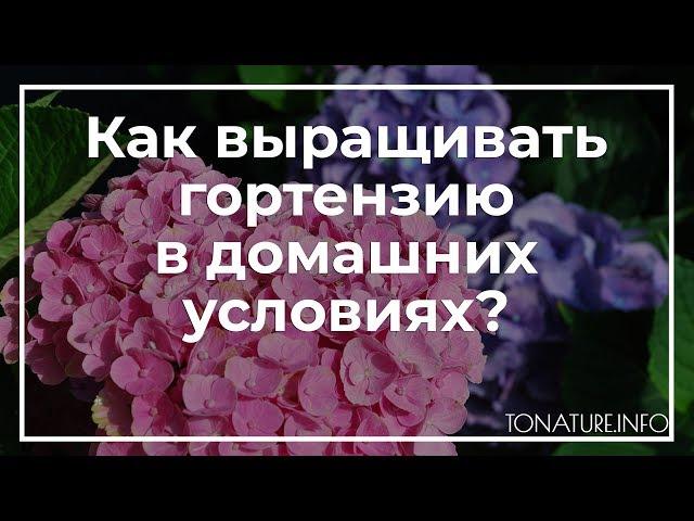 Как выращивать гортензию в домашних условиях? | toNature.Info