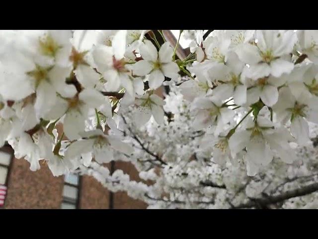 Prunus × yedoensis (Yoshino cherry)