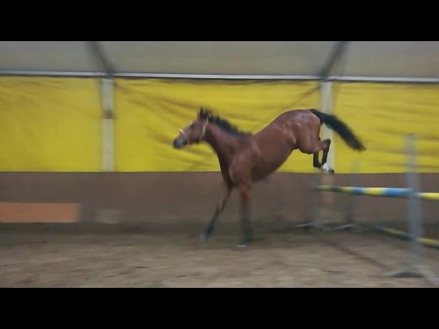 3 years old gelding by Impuls