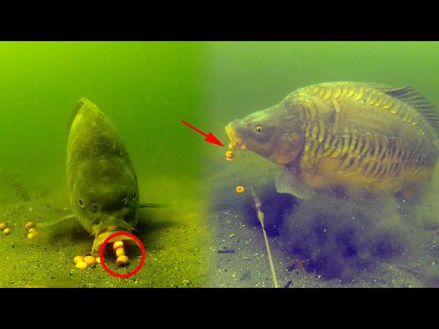 Best carp underwater fishing compilation 2020 (High quality)