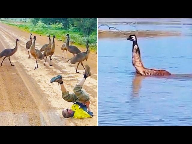 Emus Are Evolving! - Ozzy Man Reviews