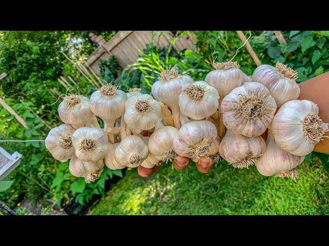 EP14: How to start your garlic in Fall