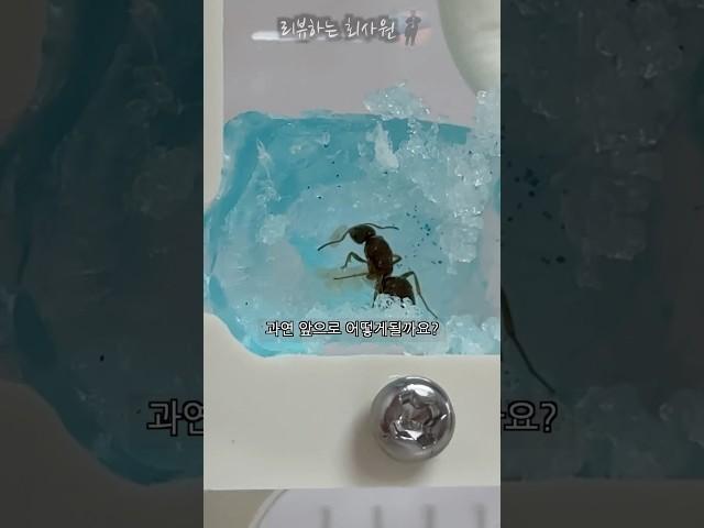 여왕개미 키우기 3탄! #개미 #키우기 #여왕