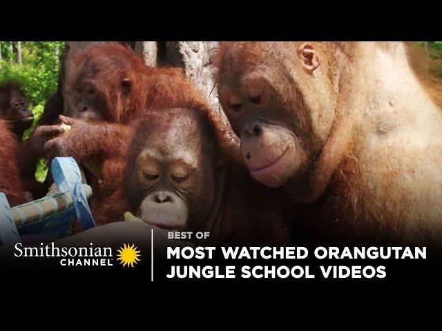 Most Watched Orangutan Jungle School Videos  Smithsonian Channel