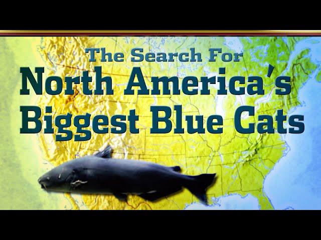 North America's Big Blue Catfish!