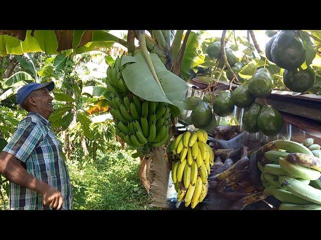 Increíble como se pierden los frutos donde Julio en Cantabria, la vida del campo en republica d.