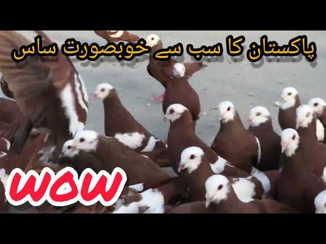 Umair Bhai ke jogiya Gandedar | 80 Gola Kabutaron ka Shauk | Jameel memon society highway | PIGEON