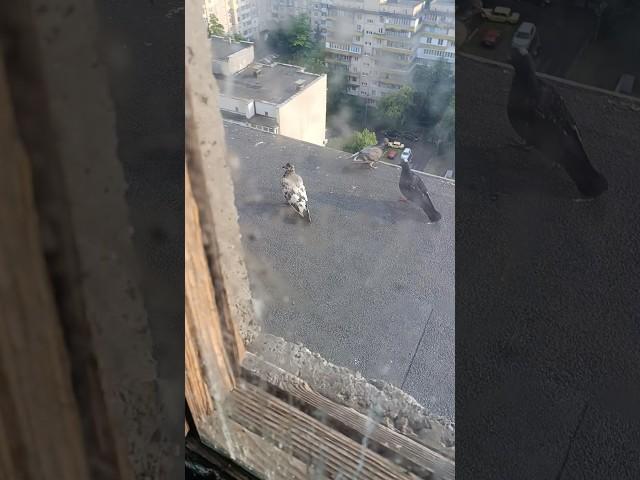 Бешеного медведя на крышу выпустили #крыша #birds #лето #город #голуби #ремонт #стройка #сталкер