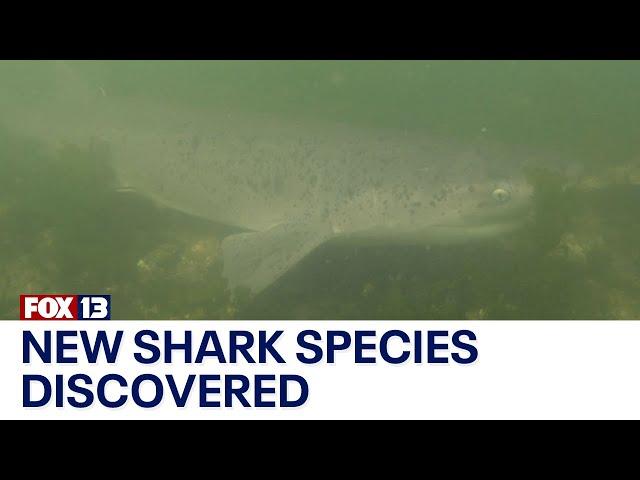 New shark species discovered in Puget Sound