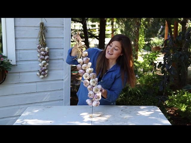 How to Braid Garlic (THE EASY WAY) 