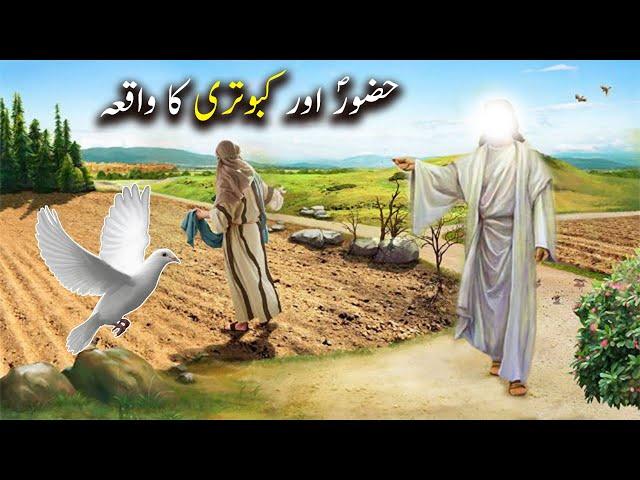 Hazoor saw aur Kabootari Ka Waqiya | Islamic Stories | Islamic LifeCycle