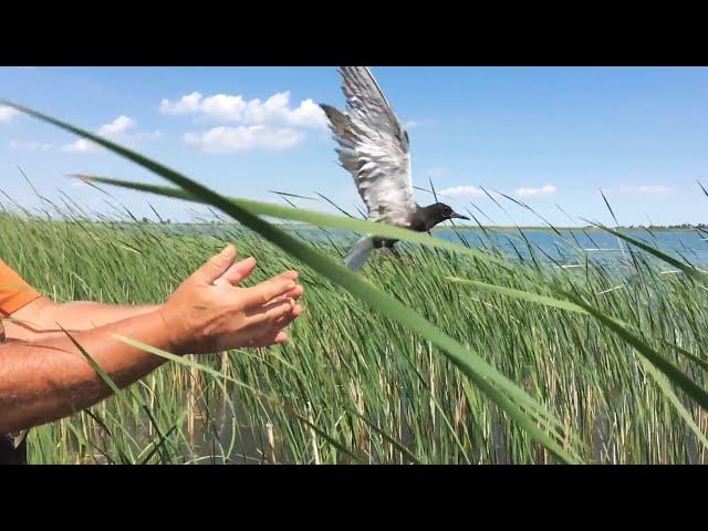 Restoring the Great Lakes for Birds and People