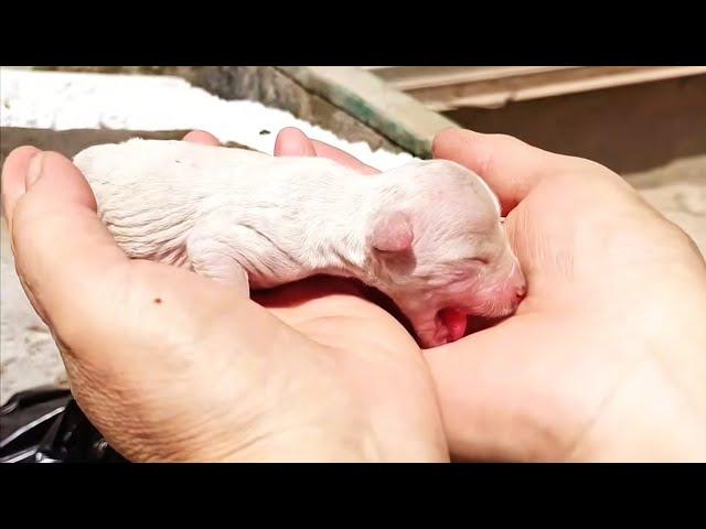 A Puppy Barked Shrilly From Trash Can, Under Careful Care, It Came Back To Life!