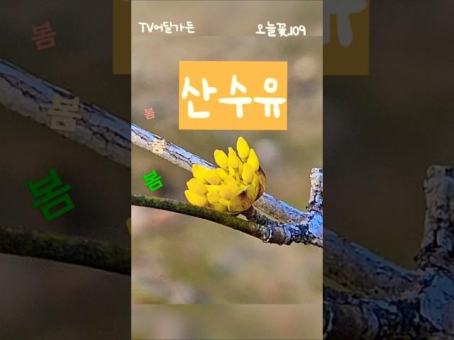 서울숲에서..                      #산수유 #봄의전령 #임영웅 #tv어딜가든  #정원