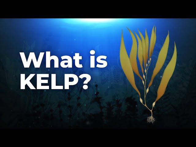 What is Kelp? Kelp Benefits