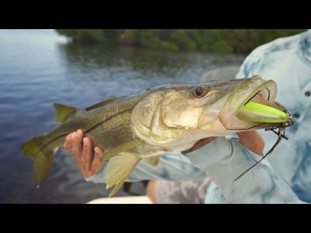Tampa Bay Topwater Snook Fishing - Rapala Skitter Walk Destroyed!
