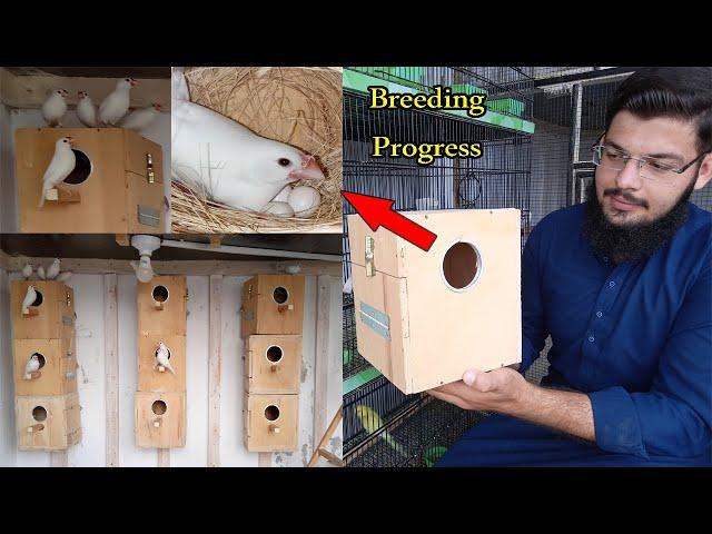 Java Sparrow Breeding Progess | White Java Breeding Progress | Java Sparrow | KK Birds