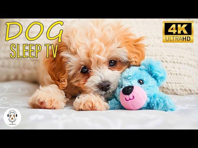 RELAXING MUSIC FOR STRESSED DOGS | Give Your Dog The Most Relaxation - Deep Anti Anxiety