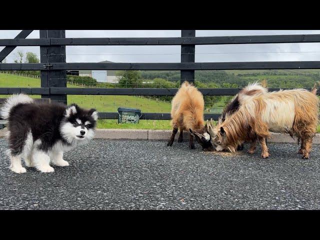 Adorable Baby Malamute Meets Pygmy Goats For The First Time